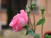 DSC00881