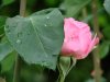 DSC00885